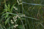 Orchardgrass